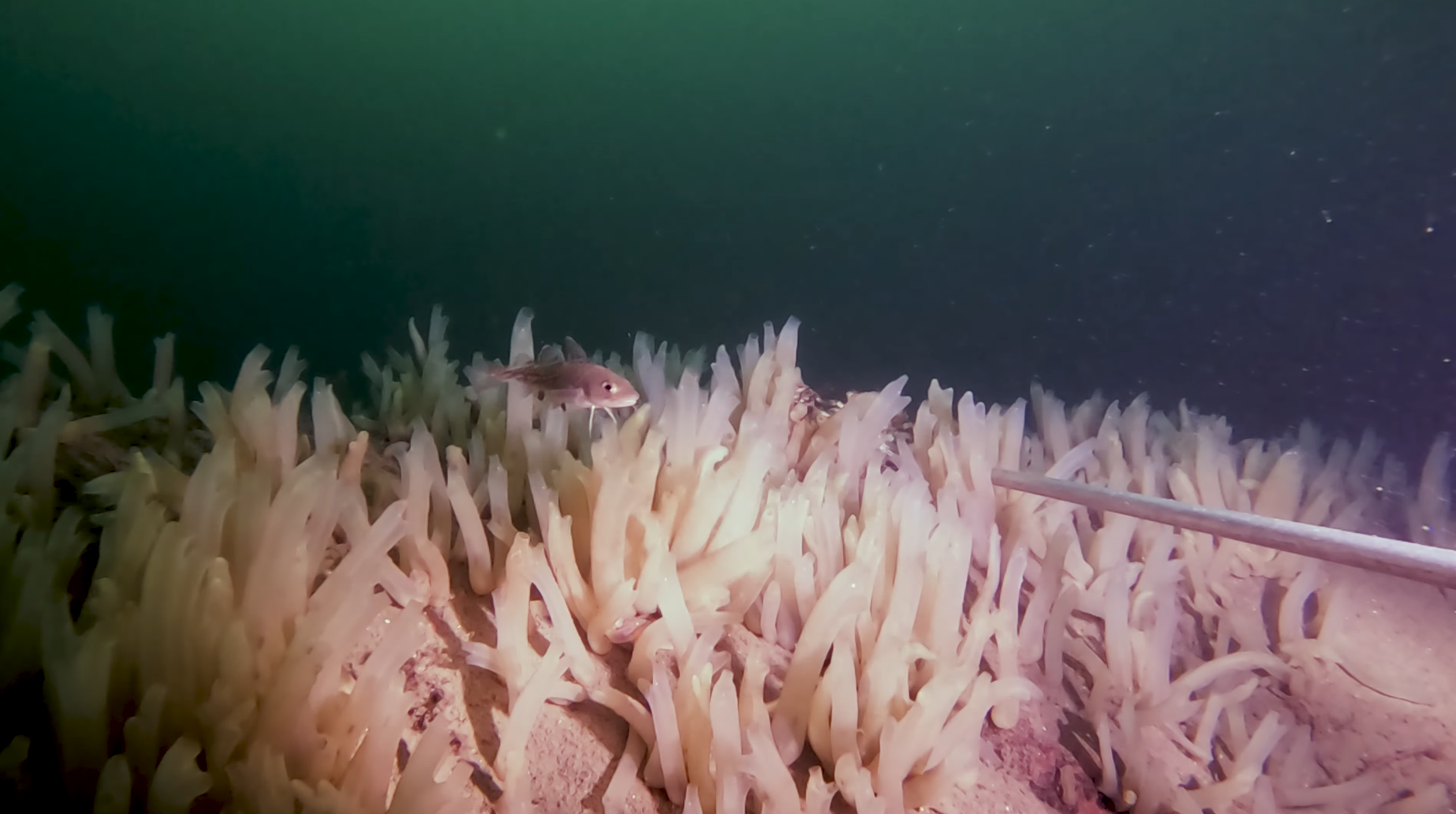 ungtorsk og sjøpung