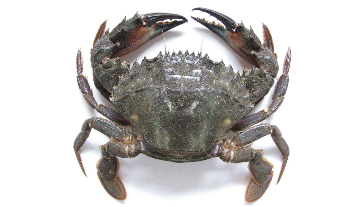 
Charybdis japonica