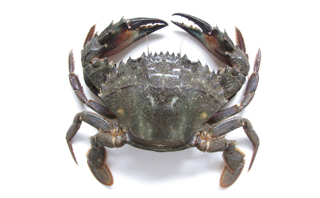 Charybdis japonica