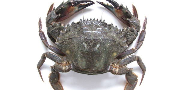 

Charybdis japonica