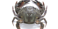 

Charybdis japonica