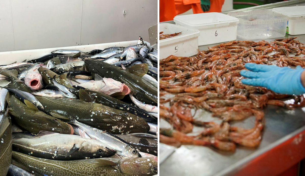 
fisk og reker 
