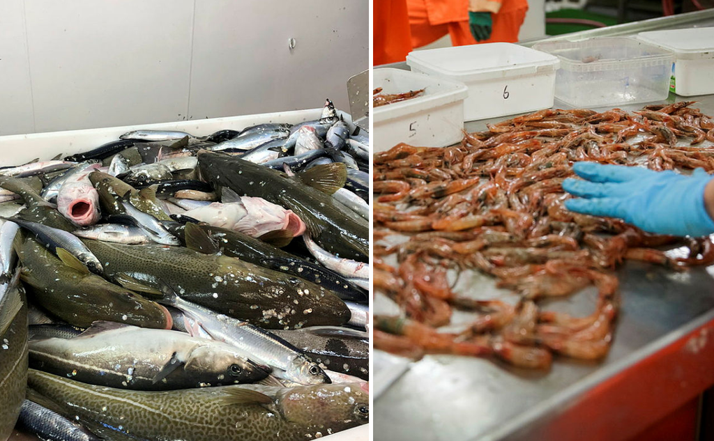 fisk og reker 
