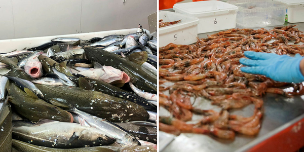

fisk og reker 