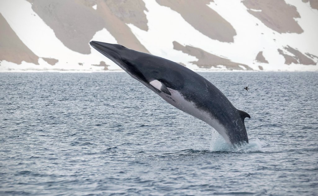 Minke whale jumping out of the water