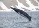 Minke whale jumping out of the water