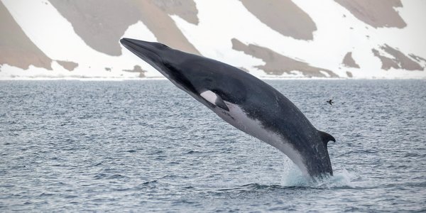 

Minke whale jumping out of the water
