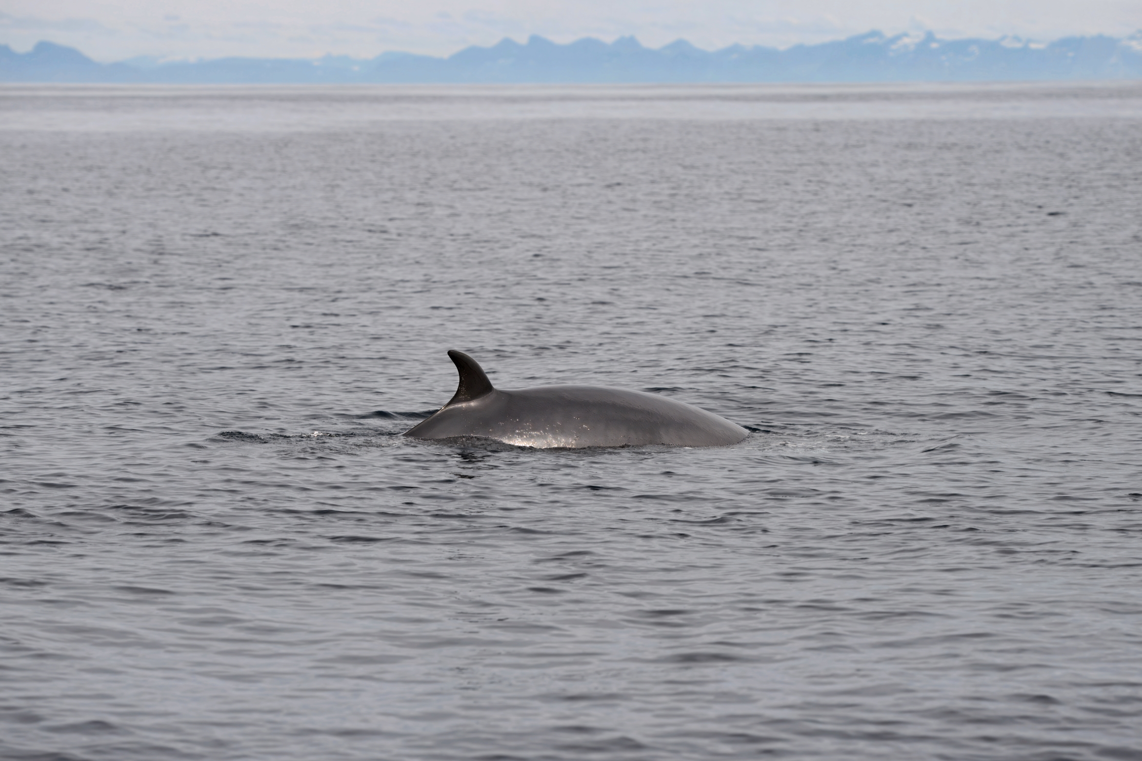 Ryggen på en vågekval som svømmer i overflaten