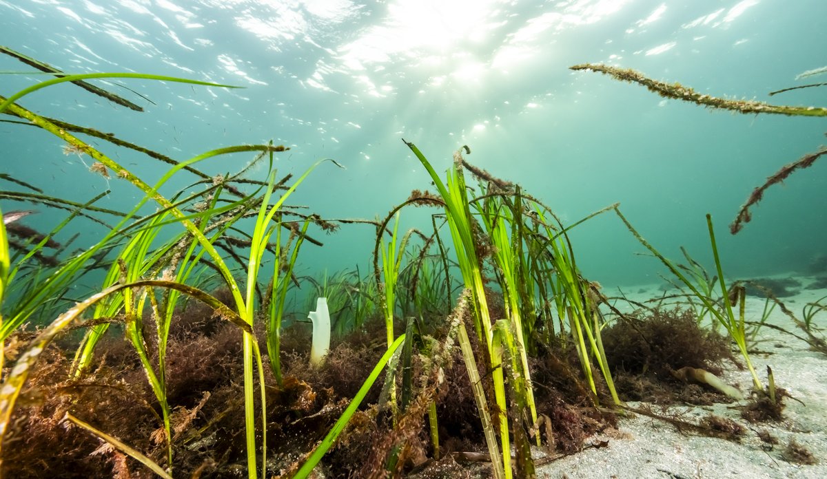 
Ålegrass på sandbunn. Gresstustene ser spinkle ut og strekker seg mot overflaten