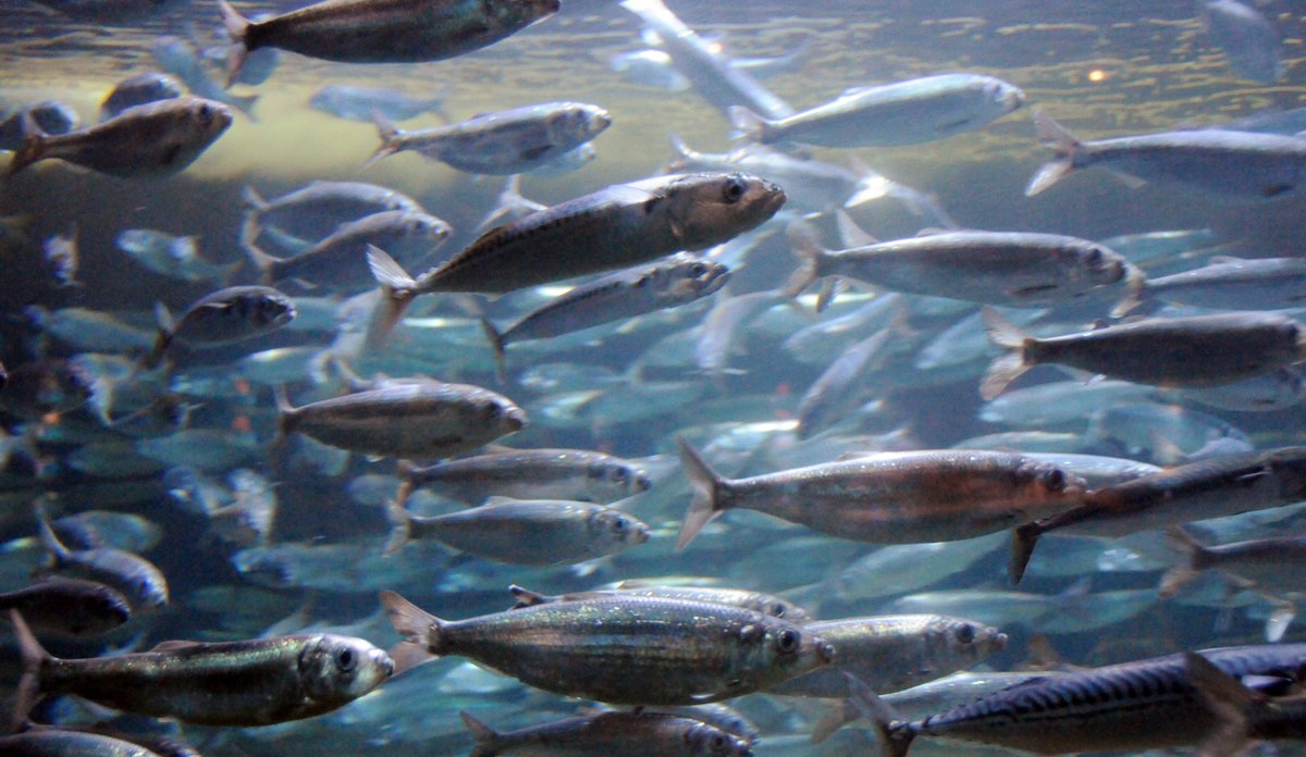 
Herring school in fish tank.