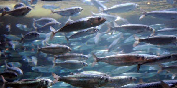 

Herring school in fish tank.