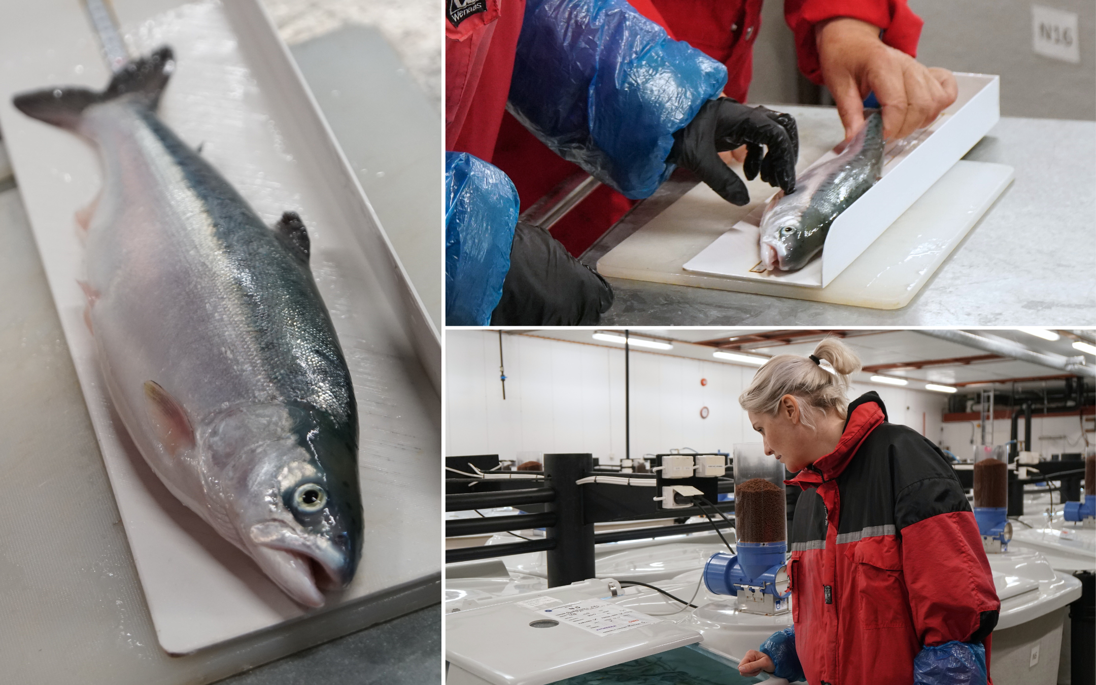 Bilder av en pukkellaks hybrid. Kan pukkellaks og atlantisk laks gyte sammen?