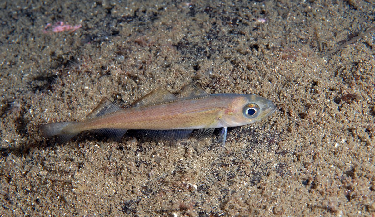 
Liten fisk på havbunnen.