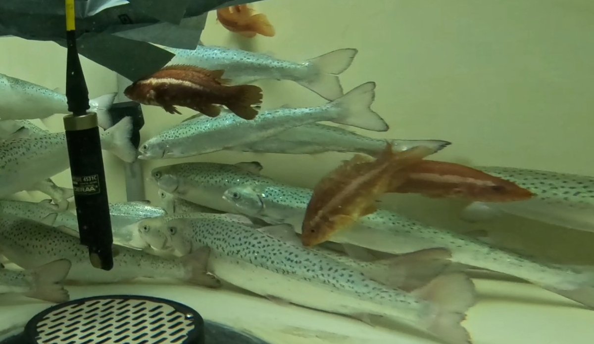 
I et stort fiskekar svømmer en gruppe med laks langs bunnen. Mellom de svømmer noen mindre fisker i en annen farge, dette er berggylter.
