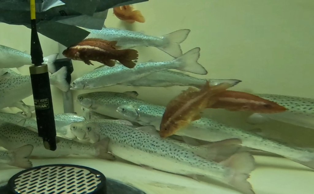 I et stort fiskekar svømmer en gruppe med laks langs bunnen. Mellom de svømmer noen mindre fisker i en annen farge, dette er berggylter.