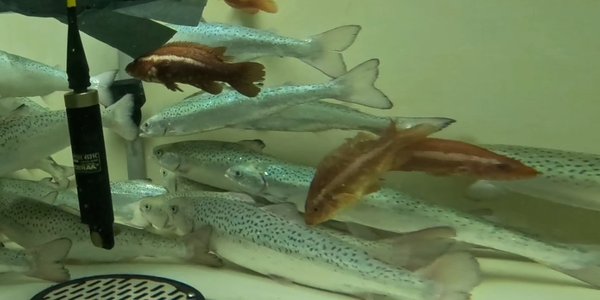 

I et stort fiskekar svømmer en gruppe med laks langs bunnen. Mellom de svømmer noen mindre fisker i en annen farge, dette er berggylter.