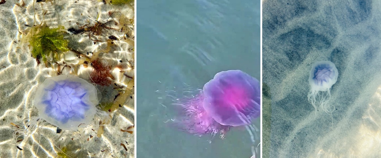 Blå brennmanet (Cyanea lamarckii) kan variere mye i fargen. Man finner fargenyanser fra mørk lilla, mørk blå, lyseblå og helt hvite. Bilde: Linn/Eva Robstad Strisland/Dugnad for havet
