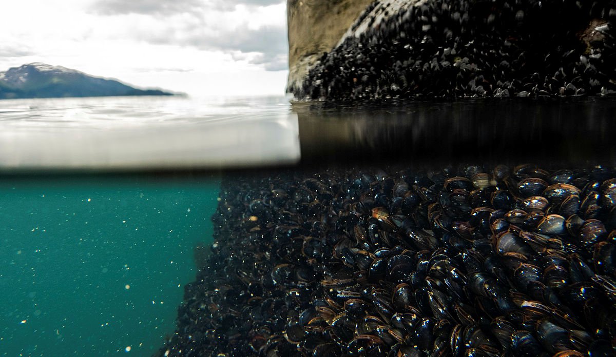 
foto av blåskjell under vann