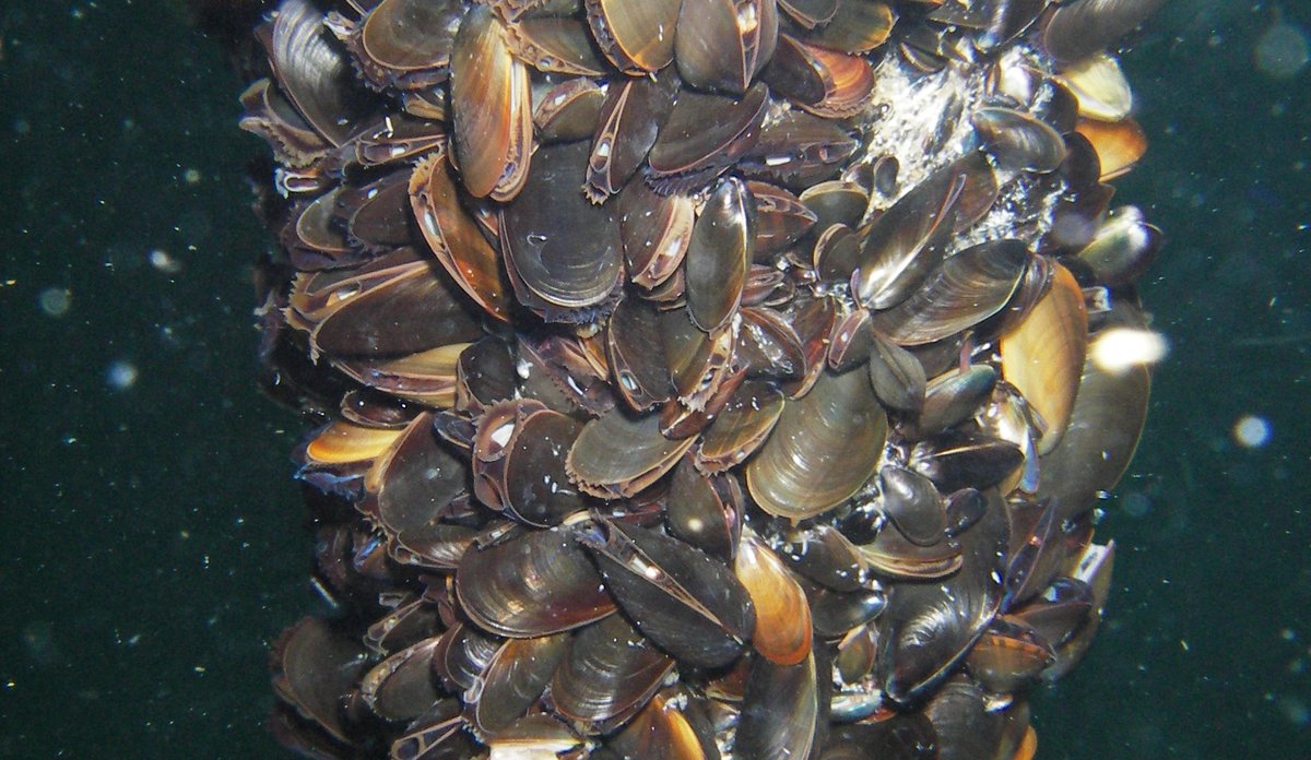 blaskjell