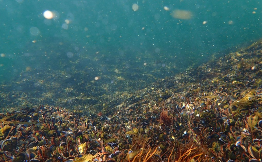 undervannsfoto av havbunnen i Oslofjorden
