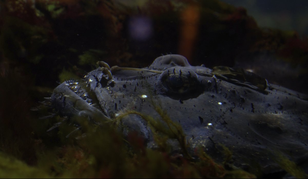 
foto av en fisk som lurer bak tang og tare