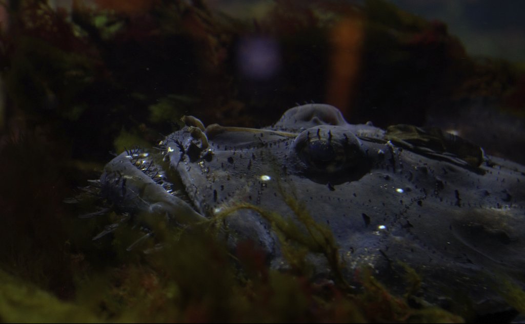 foto av en fisk som lurer bak tang og tare