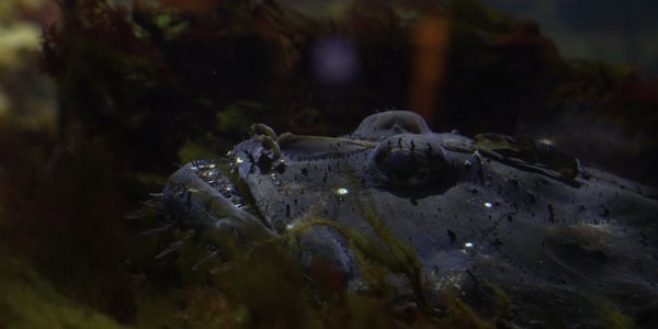 

foto av en fisk som lurer bak tang og tare