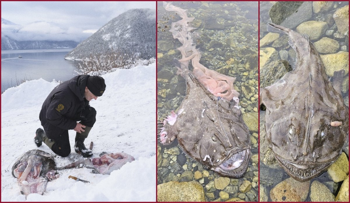 
kollasj av tre bilder av breiflabb