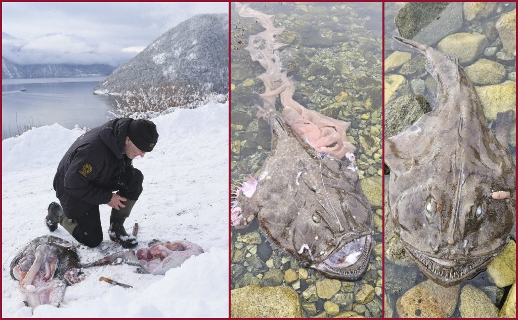 breiflabbkollasj front