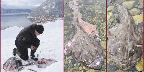 

kollasj av tre bilder av breiflabb