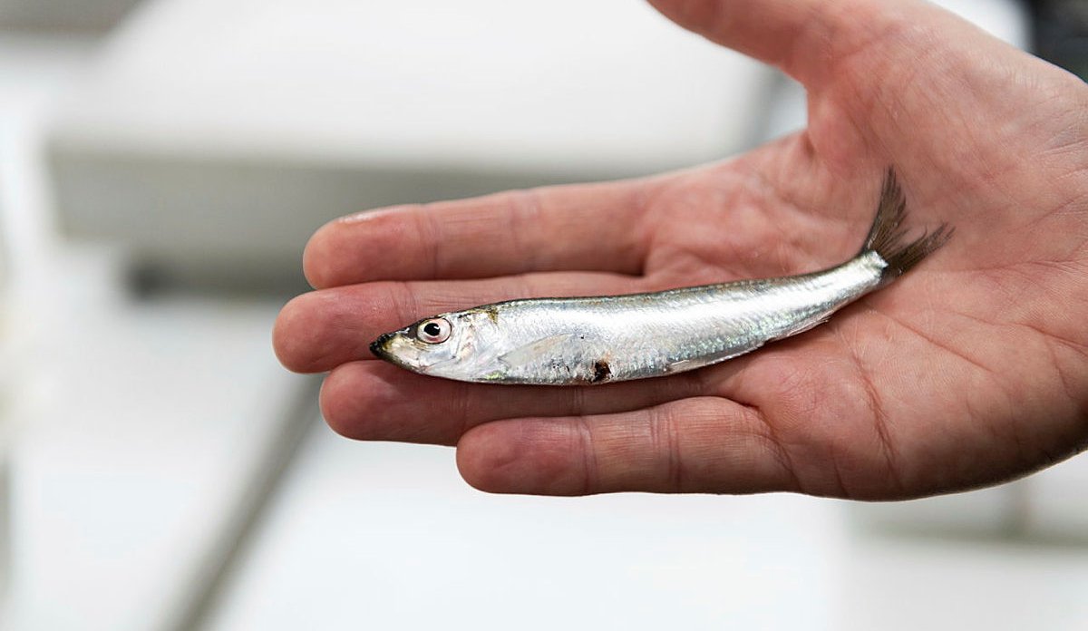 foto av hånd med liten fisk i