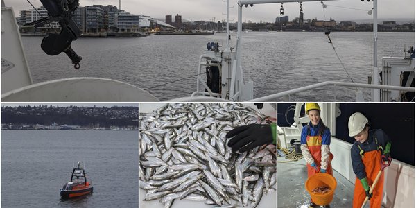 

Kollasj av ulike toktbilder