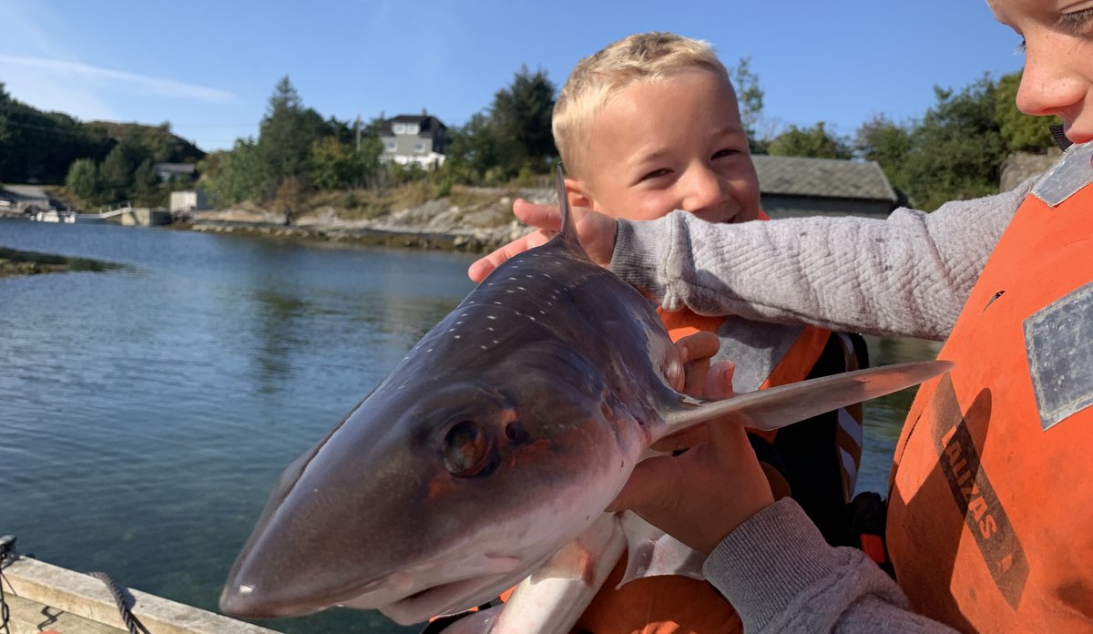 
Haisnute i forgrunn, holdes opp av to barnehender, smilende gutt i bakgrunnen