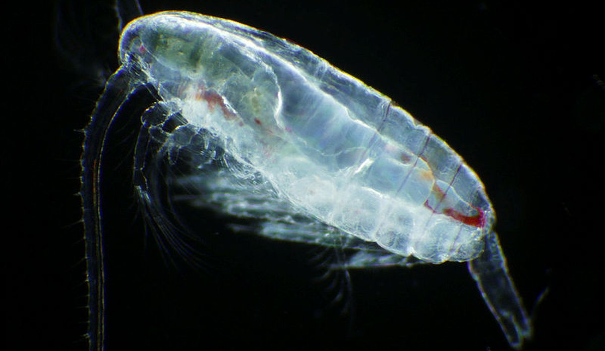 calanus finmarchius terje van der meeren hi