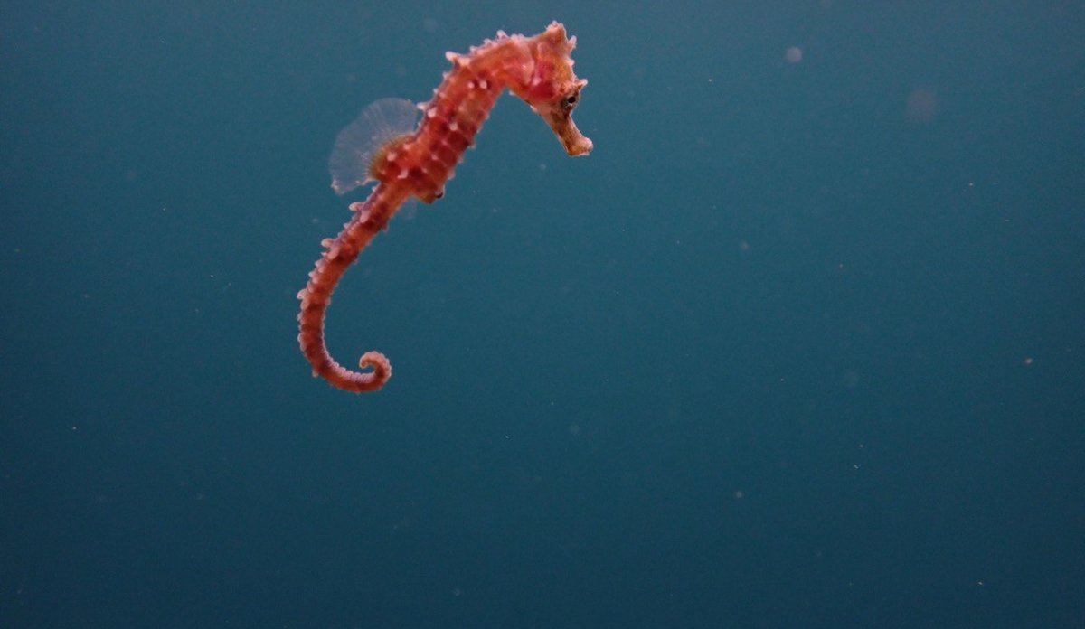 
Ein liten sjøhest under vatn. SJøhesten er lys rosa i fargen, og har svakt krumma hale