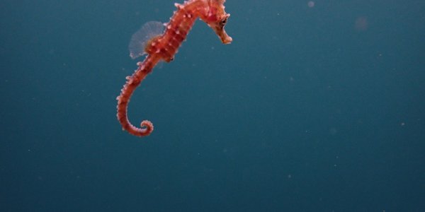 

Ein liten sjøhest under vatn. SJøhesten er lys rosa i fargen, og har svakt krumma hale