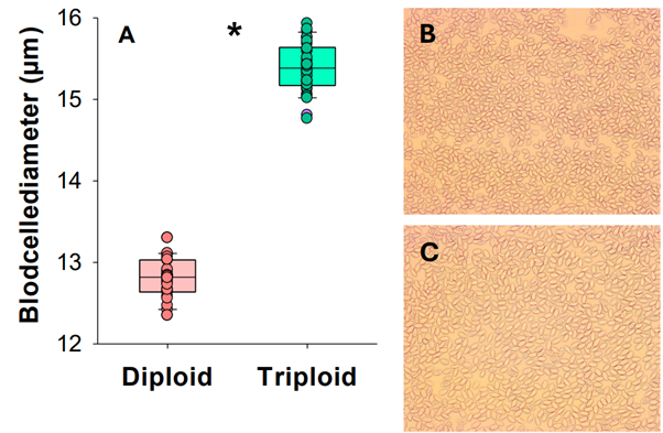 Samansett bilde. Figur A er ein graf som viser tydeleg forskjell på storleiken på cellene. Figur  B og C er foto av cellene, du kan sjå at cellene på det eine er større enn på det andre fotoet.