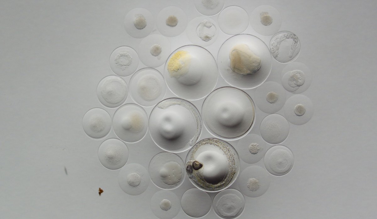 Foto av en eggprøve. Eggene har ulik størrelse.