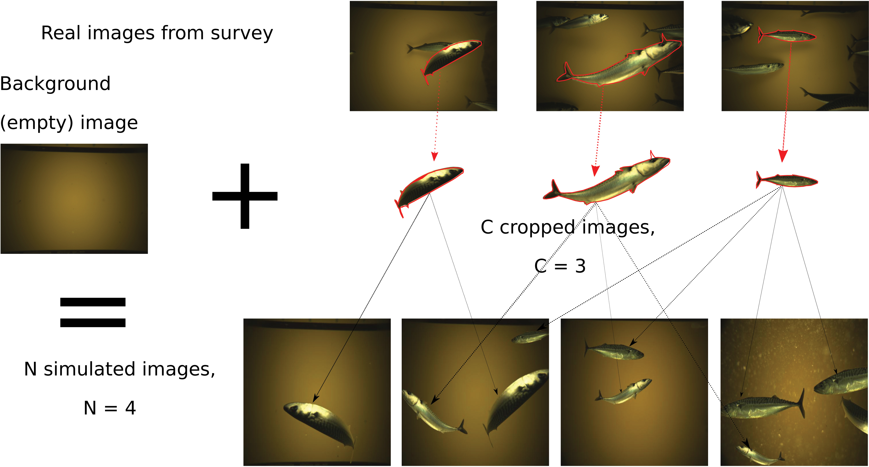 Illustrasjon som viser korleis fisk blei klipt ut av ekte bilde og sett saman til nye syntetiske bilde.