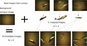 Illustrasjon som viser korleis fisk blei klipt ut av ekte bilde og sett saman til nye syntetiske bilde.