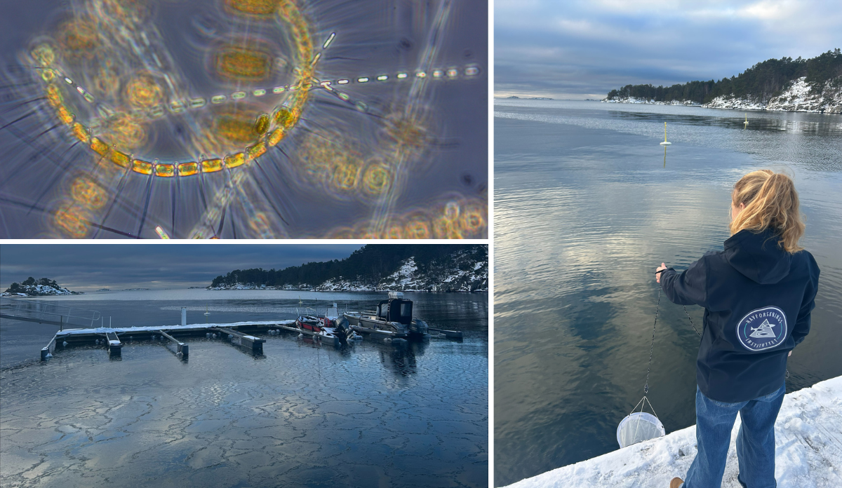 
Kollasj viser mikroskopbilde av alger, utsikt fra e molo og en kvinne med en håv på bryggekanten