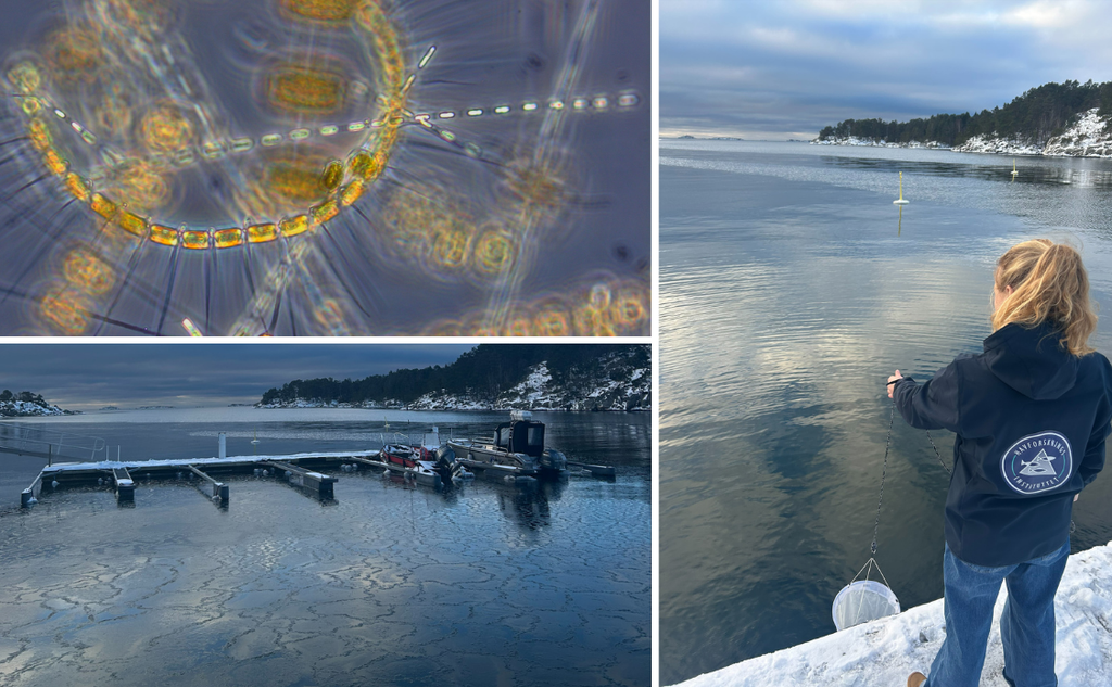 Kollasj viser mikroskopbilde av alger, utsikt fra e molo og en kvinne med en håv på bryggekanten