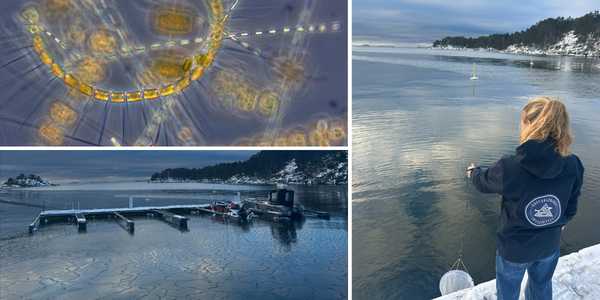 

Kollasj viser mikroskopbilde av alger, utsikt fra e molo og en kvinne med en håv på bryggekanten