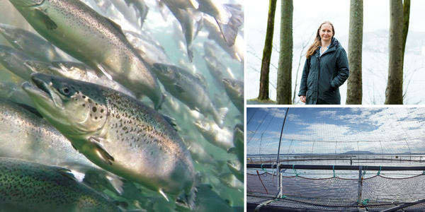 

Kollasj av tre bilder. Det ene viser fisk i oppdrettsmerd, et viser et oppdrettanlegg og de siste er et portrett av en kvinne som står ute