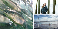 

Kollasj av tre bilder. Det ene viser fisk i oppdrettsmerd, et viser et oppdrettanlegg og de siste er et portrett av en kvinne som står ute