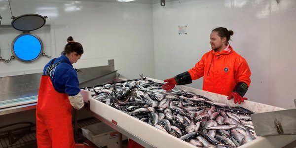 

En mann og en kvinne i overall sorterer en sildefangst om bord på båt.