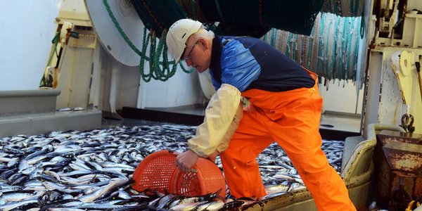 

mann henter prøve med fisk