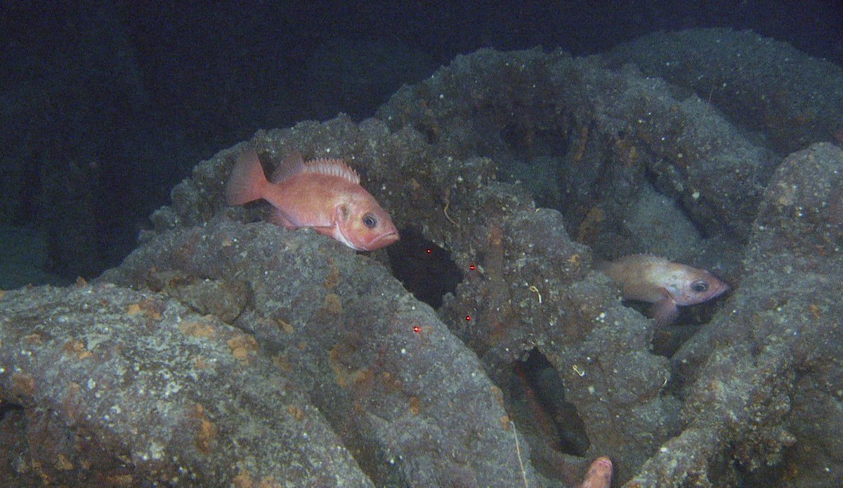 
fisk over vinsj på skipsvrak 