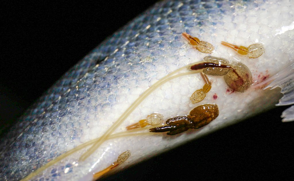 Bilde av undersiden av en fisk som har lakselus. To av lusene er voksne hunnlus med lange eggstrenger.