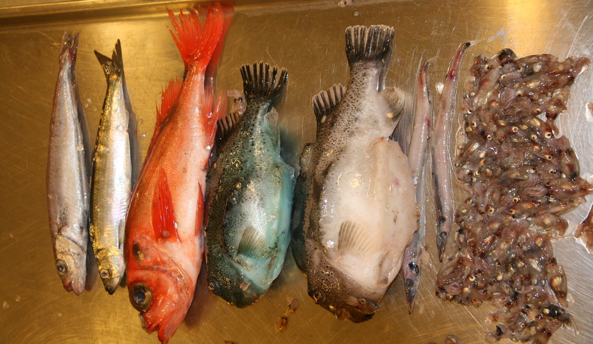 Fiskearter fra Barentshavet